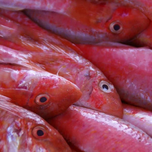 Red Mullet