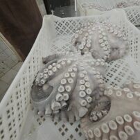 IMG-20250428-WA0008